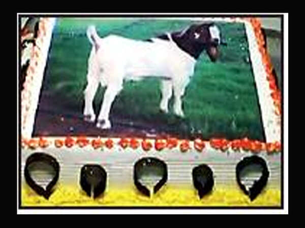 RSS affiliate cuts cakes with goat’s image, draws flak