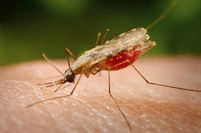 Work unlocks genetic secret that can help fight malaria