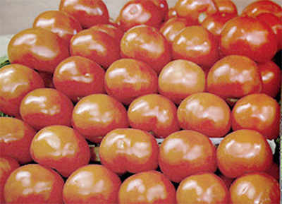 Pesticide residues found in Kolar tomatoes: IIHR
