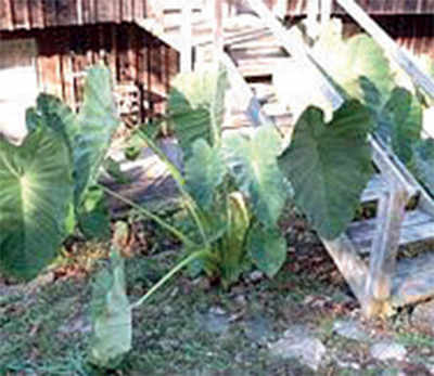 The greenskeeper: Crop of Colocasia
