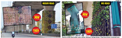 Pillars of no hope: Green is not growing on the city