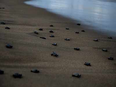 Bali sea turtles set free after poacher arrests
