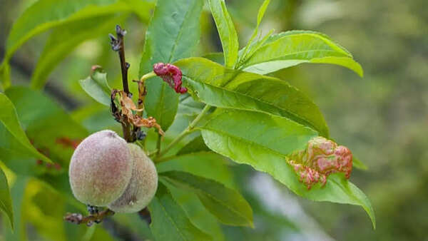 How to grow a peach tree in your garden: A step-by-step guide for beginners