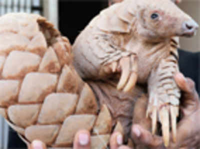 Poachers putting pangolins in peril