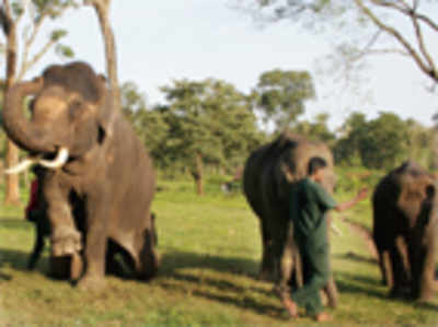‘Reshuffle’ coming in state’s elephant camps