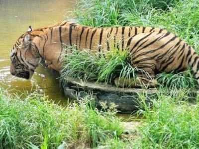 250-Kg giant tiger Jai goes missing