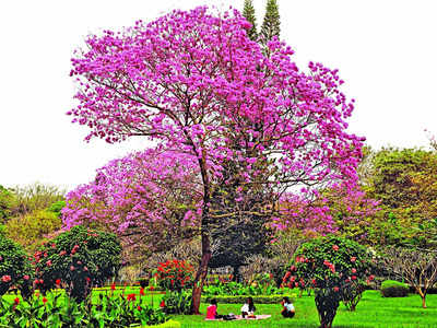 Bengaluru blooms and blushes pink