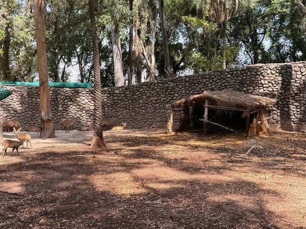 Chhatbir Zoo makes special arrangements to protect animals from scorching Heat