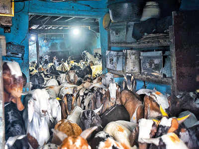 Goat traders have a bone to pick with authorities this Eid