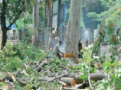 BMRCL axes trees, paves way for elevated line BMRCL axes trees, paves way for elevated line