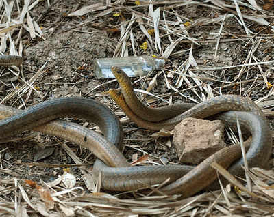 Bengaluru Rains: After the wet spell, snakes go house-hunting
