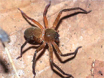 New species of spiders discovered in Western Ghats