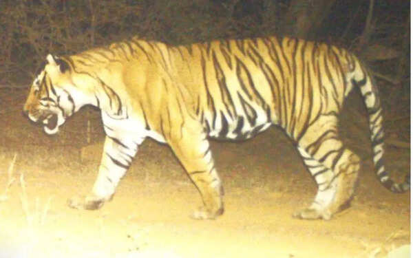 Tiger missing for weeks found dead in R’bore