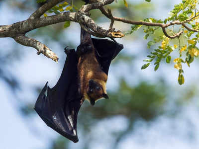 Harm bats and you’ll be punished: Wildlife warden