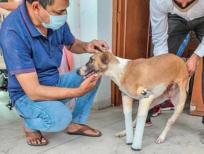 Pup that lived after coming under train in Faridabad finds home in UK