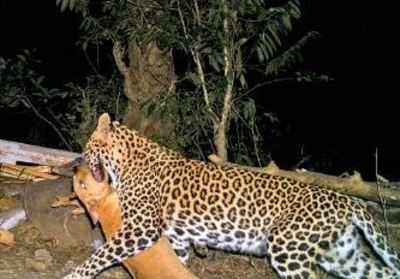 Caught on cam: Leopards and pigs star in national park census film
