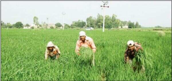 SAZ, not SEZ, is need of the hour, says Green Revolution expert