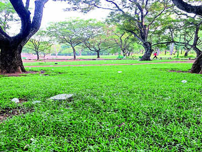 The litterbugs of Cubbon Park