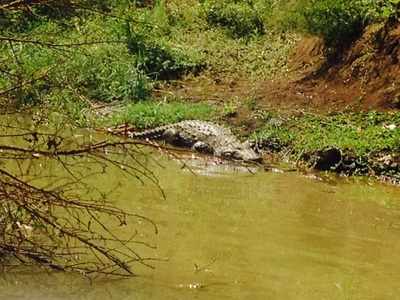 Crocodile smuggling gang busted in Mumbai, three held
