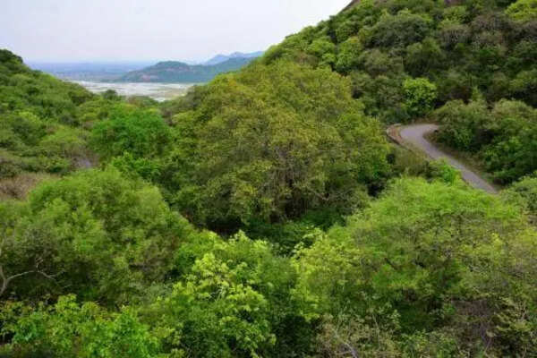 Forest dept to plant tamarind, kaitha saplings to promote public health