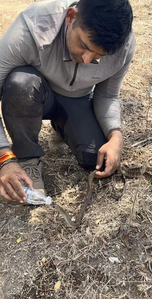 Volunteers revive heat-struck, dehydrated snake in Kondhwa’s urban forest with sips from water bottle