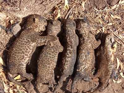 Leopard cubs found charred to death in sugarcane field after farmer burns farm waste to shoo snake