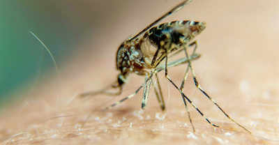 Chikungunya, dengue put state on mat