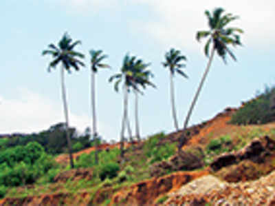 Gone nuts or what? Coconut tree is no tree, says Goa govt