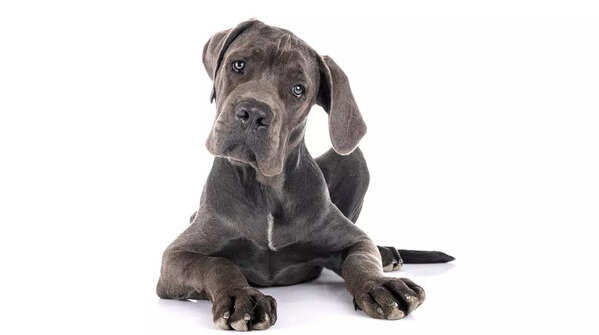 Great Dane