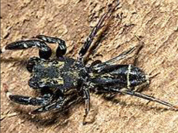 New spider jumps out of Aarey Colony