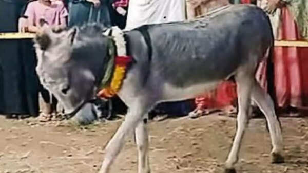 With its fortune-telling flair, donkey Pannalal is ‘big star’ at Tajbagh fair in Nagpur