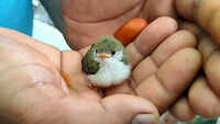 Mumbai: Baby bird saved from overflowing Powai Lake 
