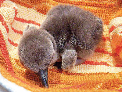 First penguin chick to be born in India dies at Byculla zoo