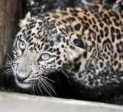 Woman mauled to death by a leopard