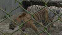 2 Royal Bengal tigers to be released in open at Bengal Safari Park 