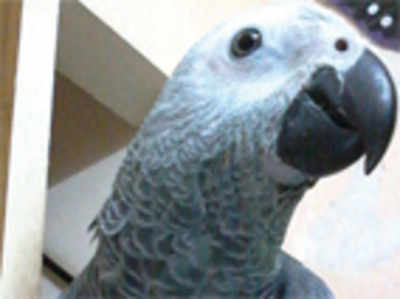 Techie offers Rs 10K for his lost talking parrot