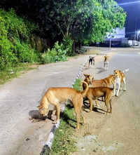 Cruelty case filed against Vishrantwadi society staffers for beating a stray dog to death