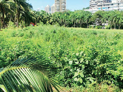 Mumbai's own Miyawaki forests, BMC project of creating urban forests, is flourishing