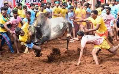 Tamil Nadu: 4 gored to death by bulls, over 100 injured in Jallikattu procession