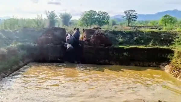 Forest staff rescue 4 elephants from pond