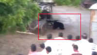 Bear enters in Maharashtra's Girda village 