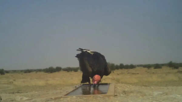 Rajasthan to conduct wildlife census at 100 plus waterholes on May 1–2