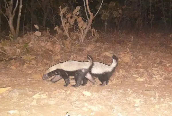 Rare honey badgers spotted in Kheoni sanctuary