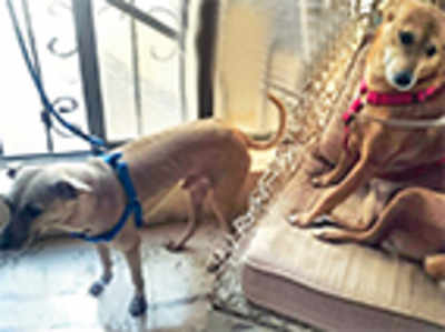 It could be a dog’s life for Hema’s adopted pets