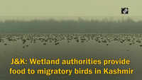 J&K: Wetland authorities provide food to migratory birds in Kashmir 