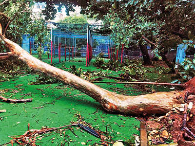 Rain fury: Scores of garden trees uprooted