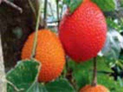 Mangaluru farmer grows 400 types tropical fruit from across world