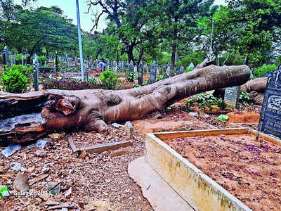 Fallen trees, a grave concern