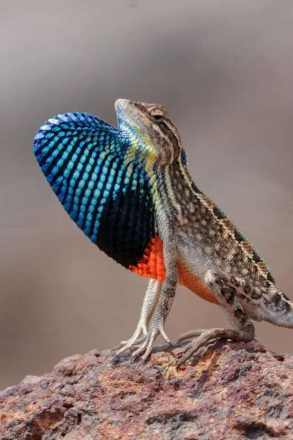 Navi Mumbai: 2 naturalists capture fan-throated lizard