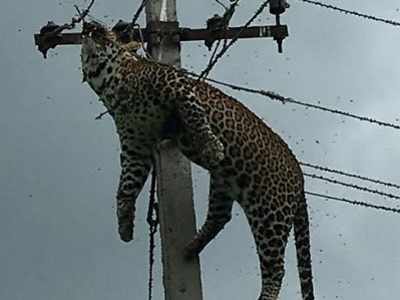Going viral: Dead leopard found hanging from electric pole in Telangana